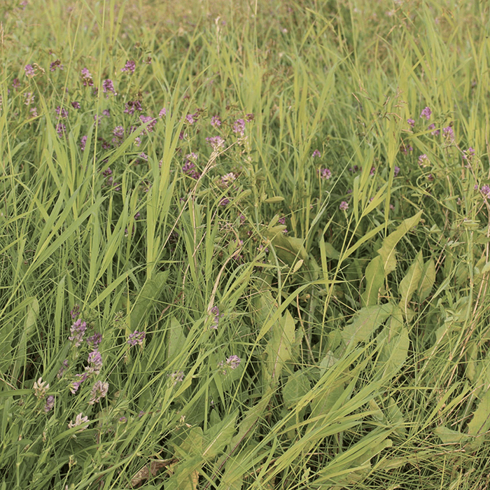 A beige Alfalfa picture